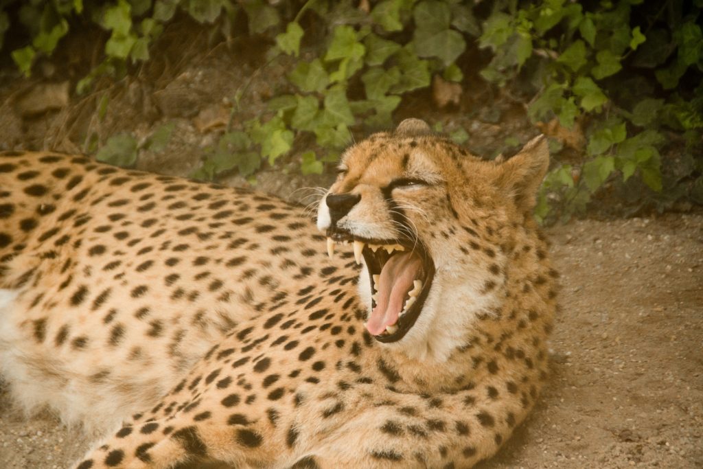 angry face cheetah