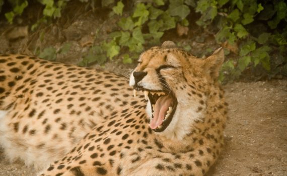 angry face cheetah