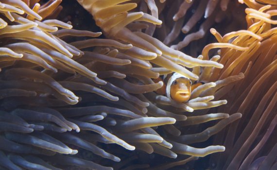 clownfish hiding