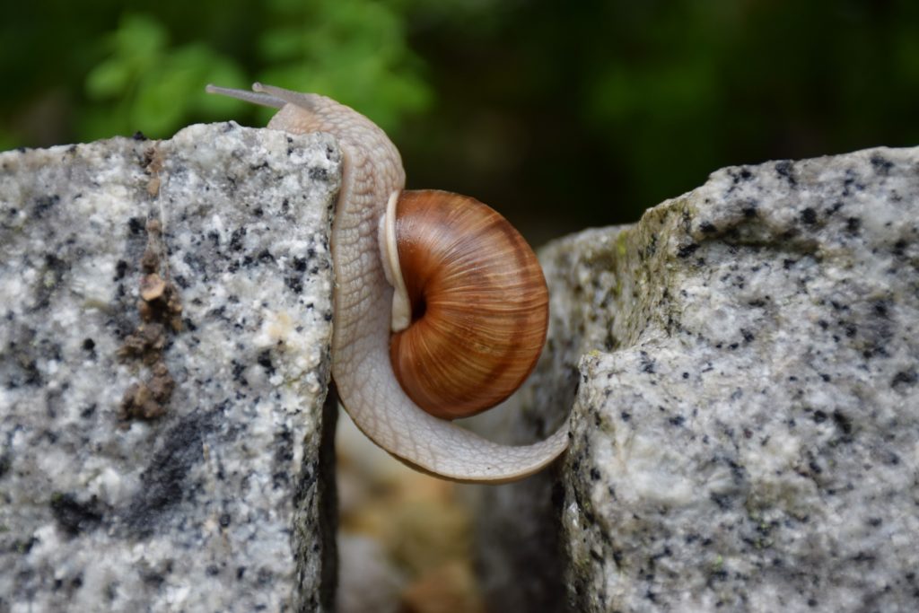 Snail climbing up a crack