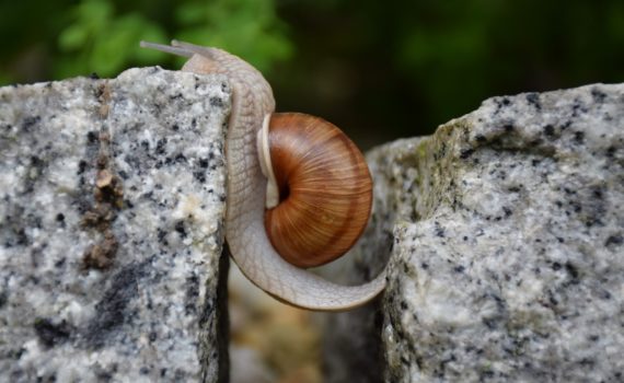 Snail climbing up a crack