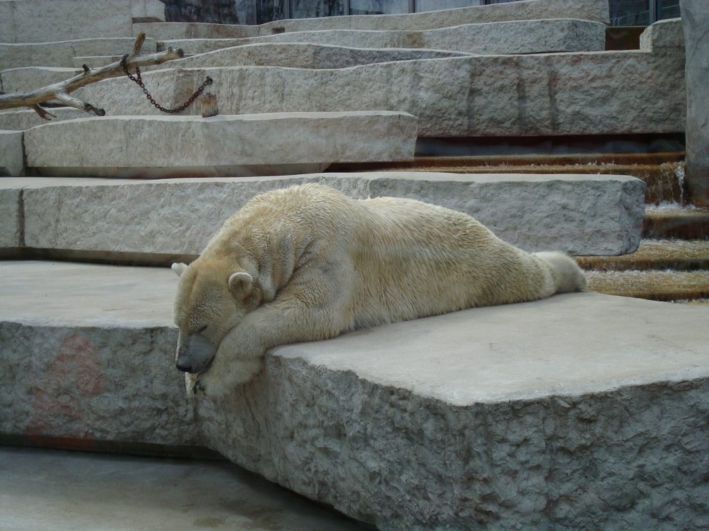 tired polar bear