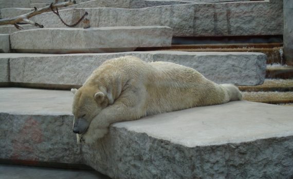 tired polar bear