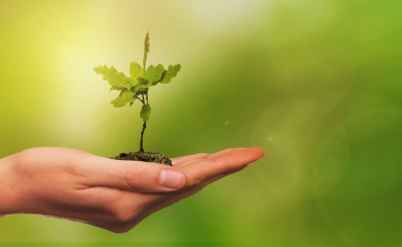 hand holding plant to represent growth mindset